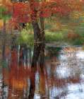 USA-New Hampshire-Jackson-Autumn in New England with Fall Color of Maple Tree reflected in small po Art Print